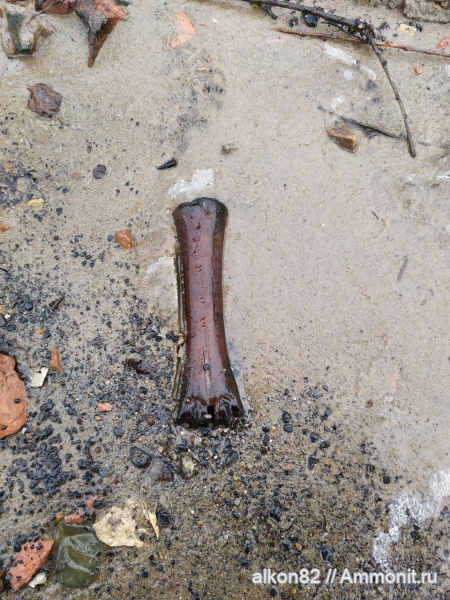 Плейстоцен Московской области