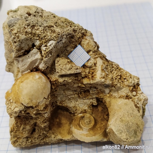 карбон, Мячково, Euomphalus marginatus