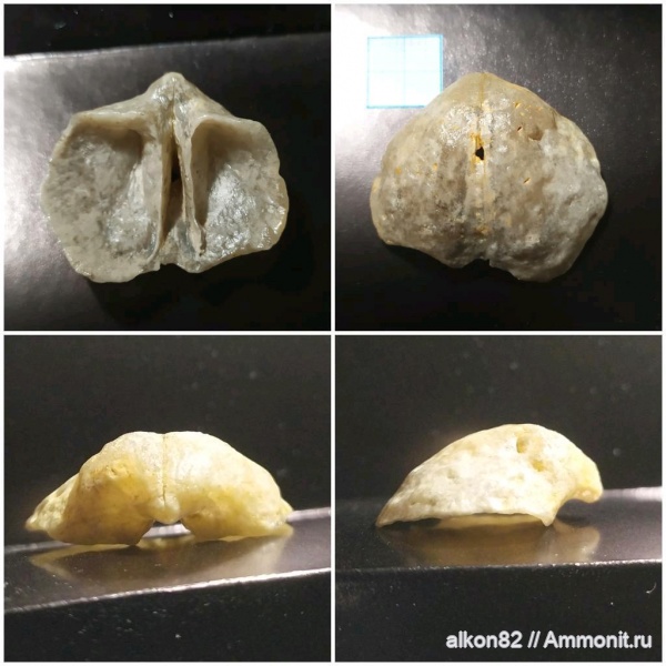 брахиоподы, карбон, Choristites, Мячково, Choristites mosquensis, московский ярус, Rogerella, Acrothoracica