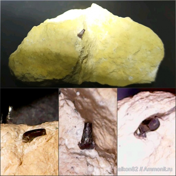 карбон, акулы, Русавкино, Glikmanius, зубы акул, зубы рыб