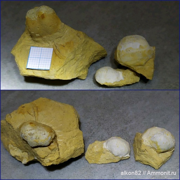 брахиоподы, карбон, Linoproductus, продуктиды, Русавкино, Rugatia, Rugatia boliviensis, Chaoiella, Productida