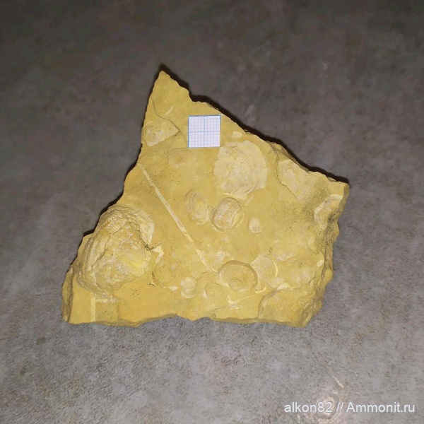 брахиоподы, карбон, водоросли, Русавкино