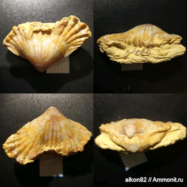 брахиоподы, Русавкино, Stenoscisma gjelis