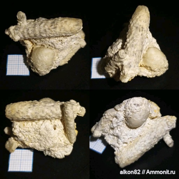 брахиоподы, морские ежи, карбон, Мячково, Archaeocidaris rossica, Phricodothyris, Phricodothyris mosquensis, московский ярус