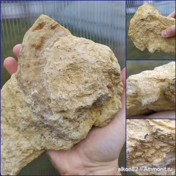 карбон, кораллы, гжельский ярус, Gshelia, Gshelia rouilleri, 55км