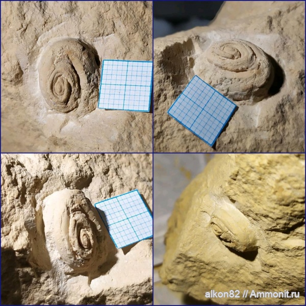 гастроподы, карбон, Omphalotrochus, Русавкино