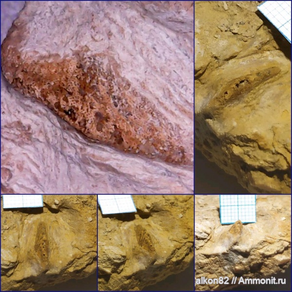 карбон, Гжель, зубы акул, Oxytomodus