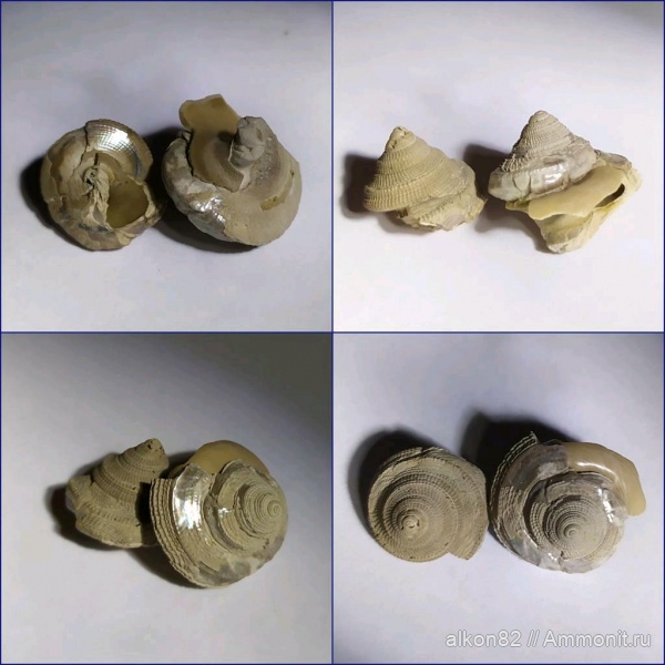 гастроподы, юра, оксфорд, Марково, Bathrotomaria, Oxfordian, Jurassic