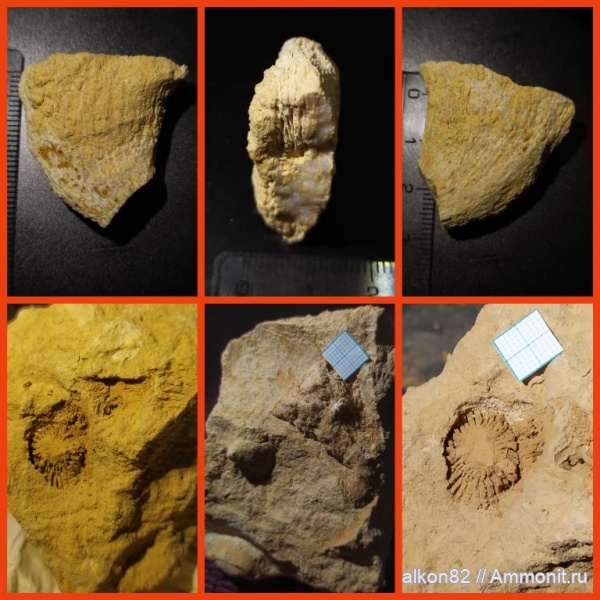 карбон, кораллы, гжельский ярус, Русавкино, ругозы, Rugosa