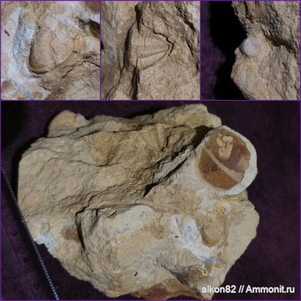 трилобиты, морские лилии, карбон, криноидеи, Русавкино, Ditomopyge, Ditomopyge mosquensis