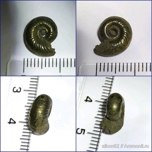 юра, оксфорд, Марково, Perisphinctidae, Oxfordian, Jurassic