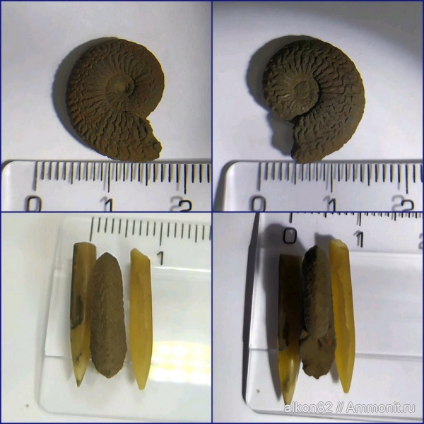 аммониты, юра, оксфорд, Марково, Amoeboceras, оксфордский ярус