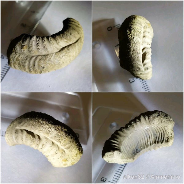 юра, оксфорд, Марково, Perisphinctidae, Oxfordian, Jurassic