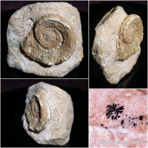 моллюски, Euomphalus, брюхоногие моллюски, Euomphalus marginatus, средний карбон, мячковский горизонт, дендриты, московский ярус, посёлок Володарского, Константиновский овраг