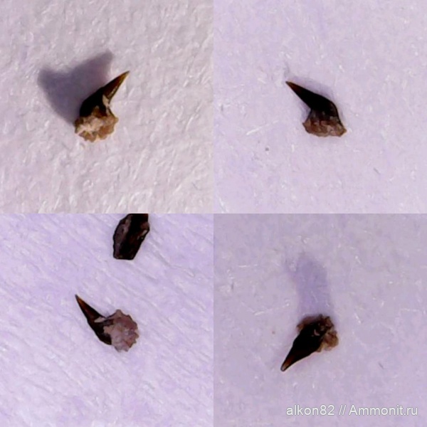 карбон, рыбы, Русавкино, Palaeonisciformes, зубы рыб, палеониски