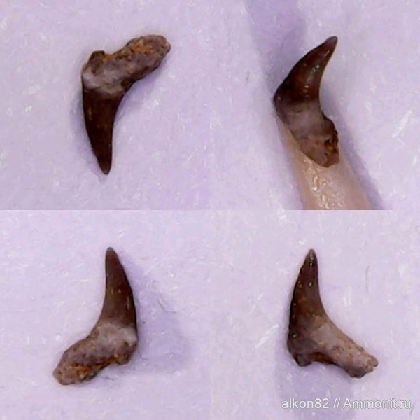 карбон, рыбы, Русавкино, зубы рыб