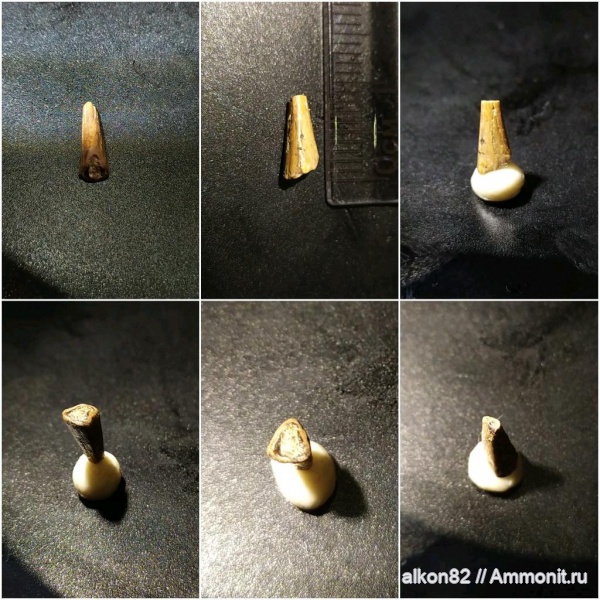 мел, рыбы, плиозавры, сеноман, зубы рептилий, зубы рыб, Варавинский овраг