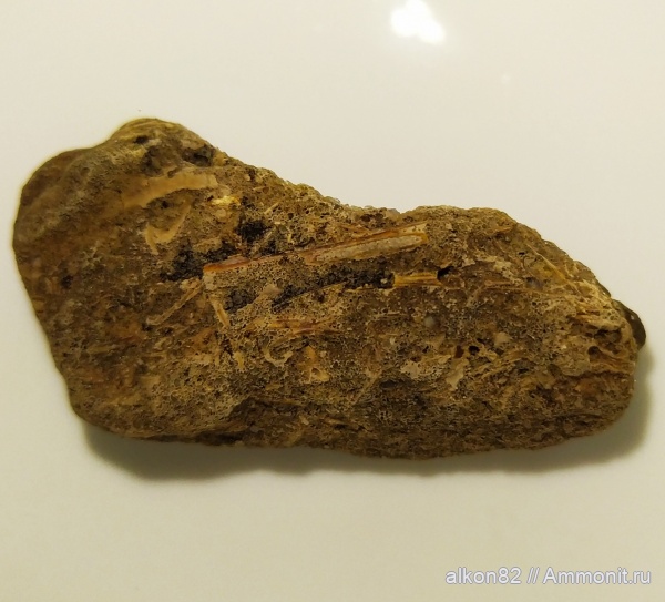 птерозавры, сеноман, Московская область, Варавино, Варавинский овраг, Ornithocheiridae, Pterosauria