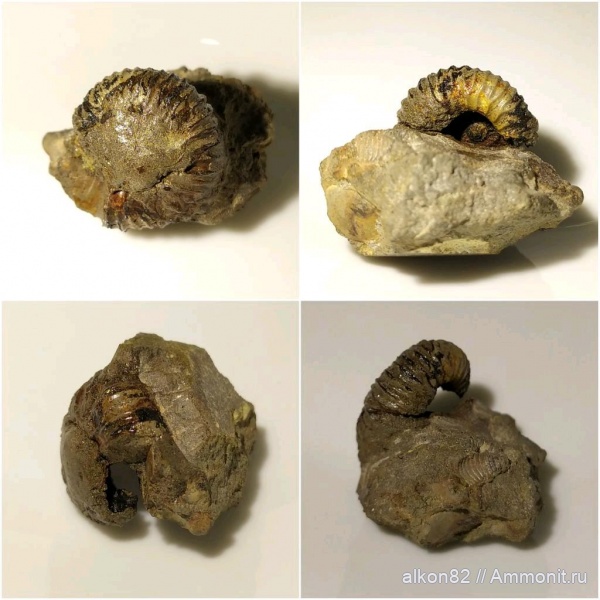 аммониты, юра, Pavlovia, волжский ярус, Рыбаки, Pavlovia pavlovi, зона Dorsoplanites panderi