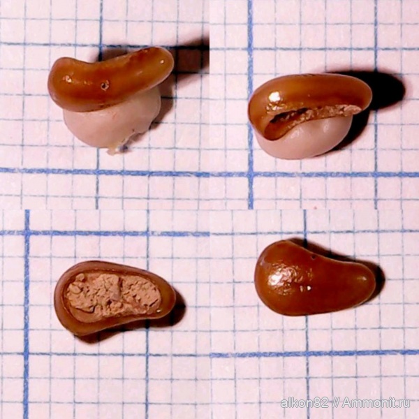 мел, сеноман, Варавино, зубы рыб, Pycnodontiformes, пикнодонты