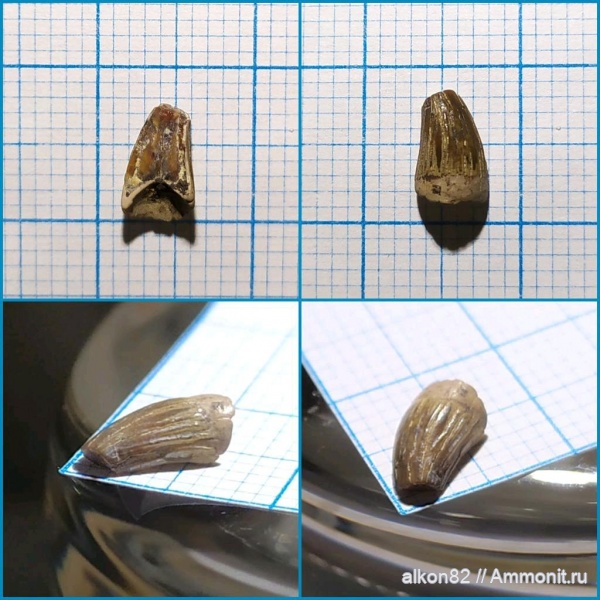 морские рептилии, сеноман, Варавино, Leptocleidia, морские ящеры, Leptocleididae