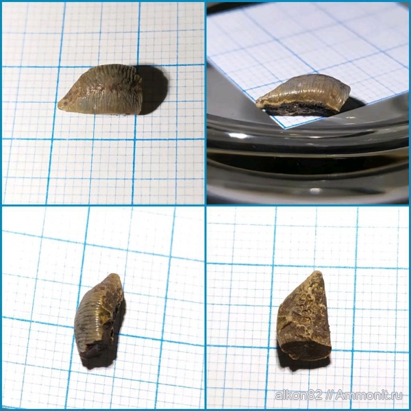 мел, зубы, сеноман, зубы рыб, Варавинский овраг, Acrodus, Cenomanian, Cretaceous, teeth, fish teeth