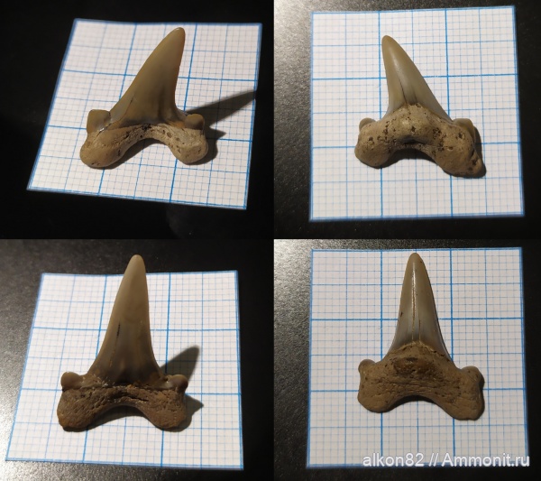мел, Cretalamna, сеноман, Cretalamna appendiculata, Варавино, shark teeth