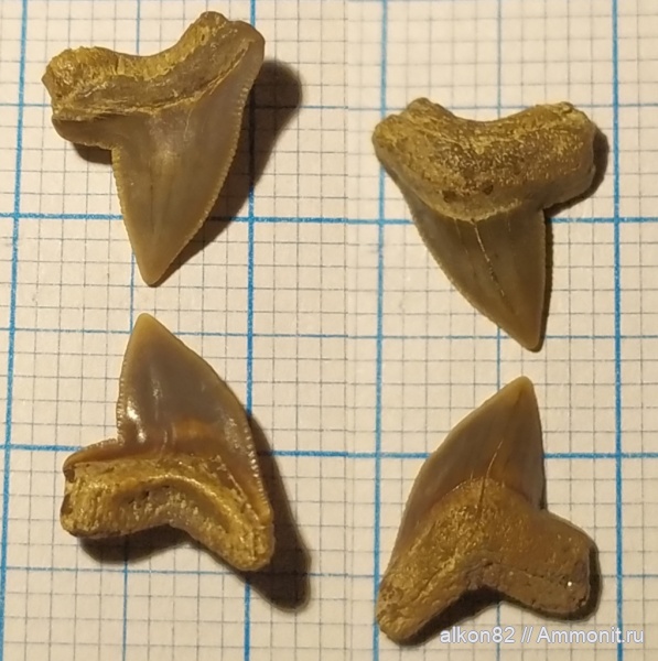 мел, акулы, Squalicorax, сеноман, Варавино, Cenomanian, Cretaceous, sharks