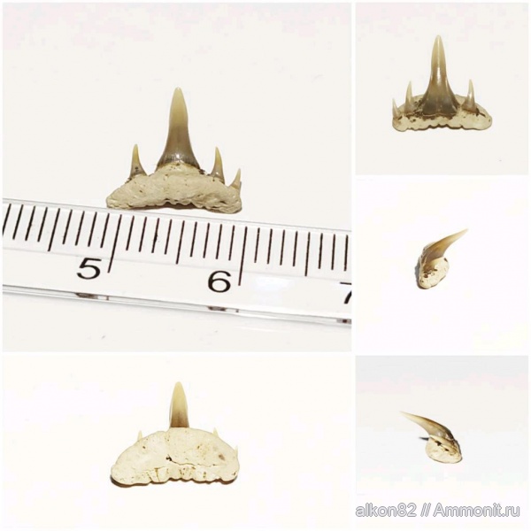 мел, акулы, сеноман, зубы акул, Paraorthacodus, Варавино, Paraorthacodus recurvus, shark teeth