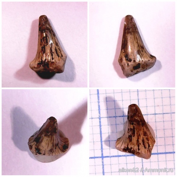 мел, сеноман, Варавино, Hybodontidae, Meristodonoides, shark teeth, гибодонты