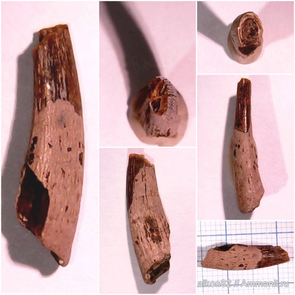 птерозавры, сеноман, Московская область, Варавино, Варавинский овраг, Ornithocheiridae, Pterosauria, Anhanguera