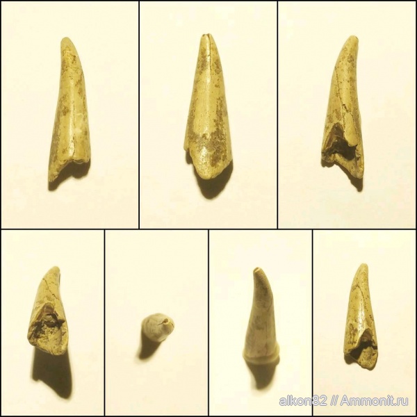 мел, рыбы, сеноман, Варавино, зубы рыб, fish, fish teeth, Cimolichthyidae, Cimolichthys