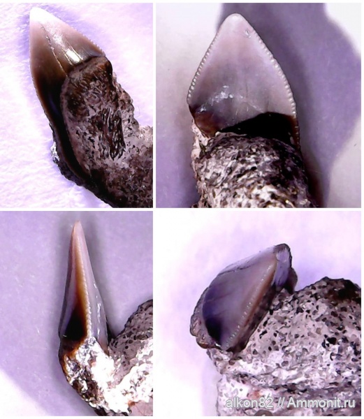 мел, акулы, Squalicorax, сеноман, Варавино, Cenomanian, Cretaceous, sharks