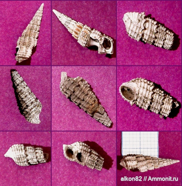 гастроподы, юра, оксфорд, Procerithium, Пирочи, Procerithium russiense, Oxfordian, Jurassic