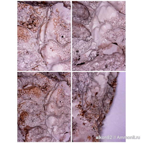 аммониты, мел, сеноман, Ammonites, Варавино, Cretaceous