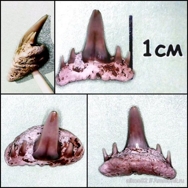 мел, акулы, сеноман, Paraorthacodus, Варавино, Cenomanian, Cretaceous, sharks