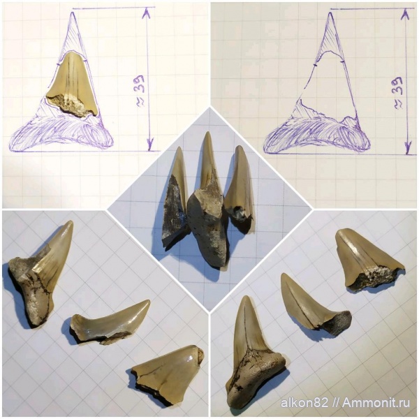 мел, сеноман, Cretoxyrhina, Cretoxyrhina denticulata, Варавино, shark teeth, sharks