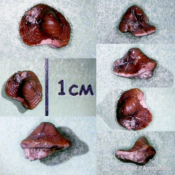 мел, зубы, акулы, сеноман, Ptychodus, Варавино, Cenomanian, Cretaceous, teeth, sharks