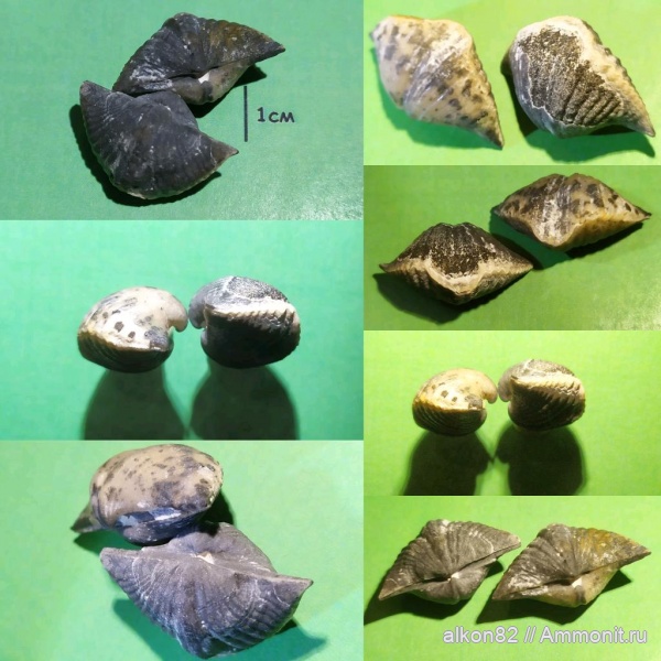 брахиоподы, карбон, Brachythyrina, Spiriferida, Акатьевский карьер