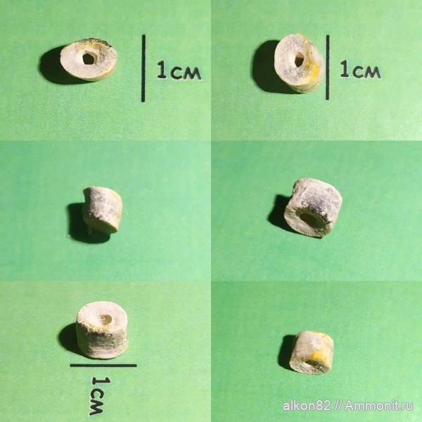морские лилии, карбон, криноидеи, Акатьевский карьер