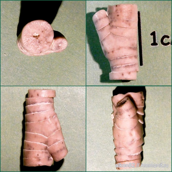 морские лилии, карбон, криноидеи, Акатьевский карьер