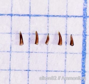 карбон, рыбы, Русавкино, Palaeonisciformes, зубы рыб, палеониски