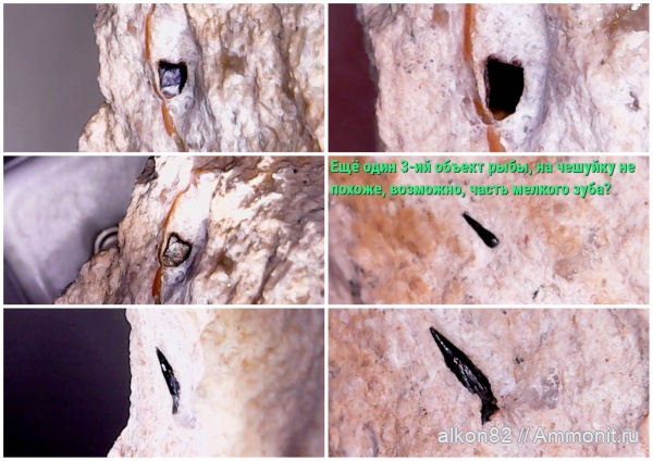 карбон, Гжель, рыбы, Palaeonisciformes, шипы, зубы рыб, fish, палеониски