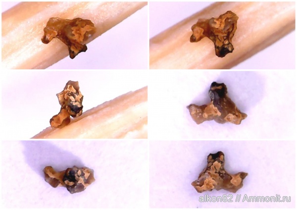 карбон, Гжель, рыбы, Palaeonisciformes, шипы, зубы рыб, fish, палеониски