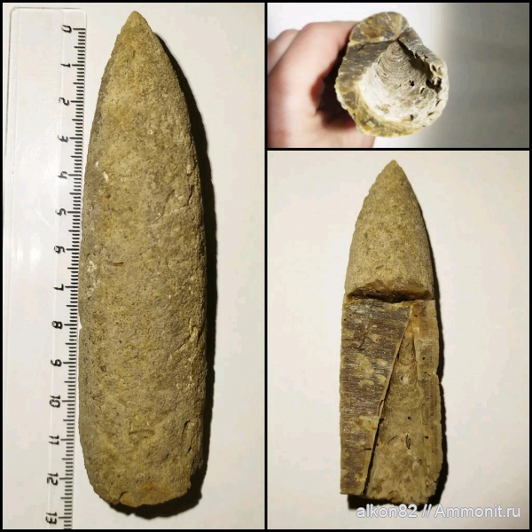 белемниты, юра, Марково, Pachyteuthis, ростры