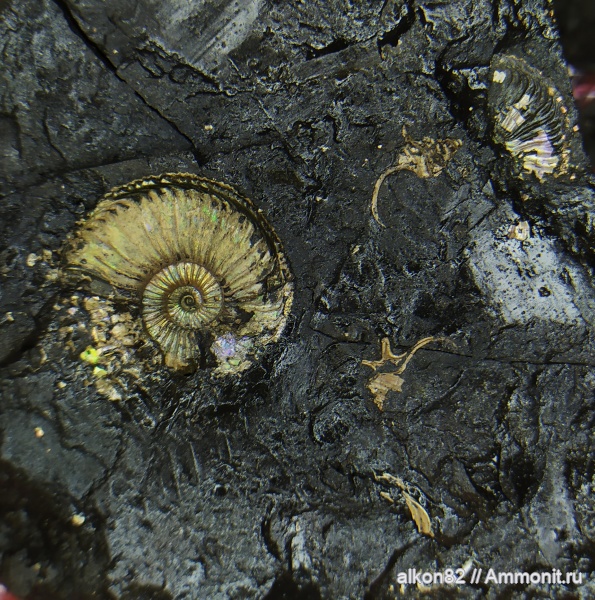 гастроподы, оксфорд