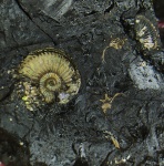 Amoeboceras alternoides и Dicroloma (классика Марково)