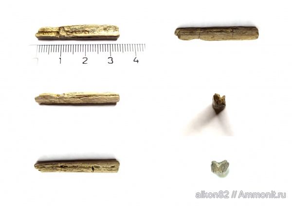 рыбы, меловой период, химеры, сеноман, плавниковые шипы, Варавино, Chimaeriformes, ихтиодорулиты, Cretaceous, fish