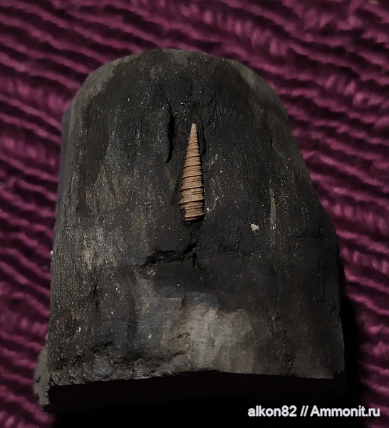 юра, Бронницы, оксфорд, Рыбаки, Clathrobaculus, Clathrobaculus fahrenkohli, Oxfordian