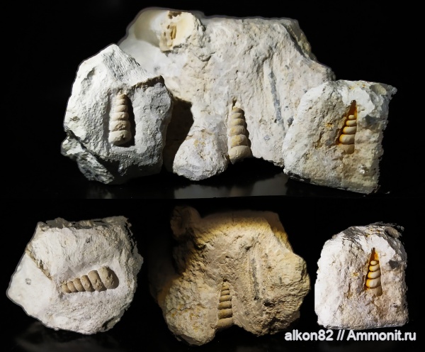 гастроподы, брюхоногие моллюски, Palaeostylus, Пирочи